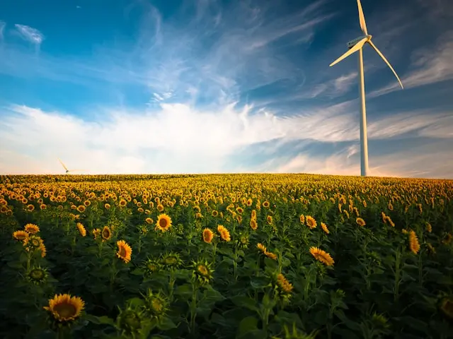 campo con girasoles